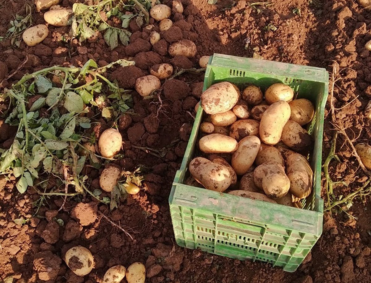 Au banc des accusés pour avoir employé dans les champs six migrants sans contrat qui partageaient 17 euros par sac de pommes de terre