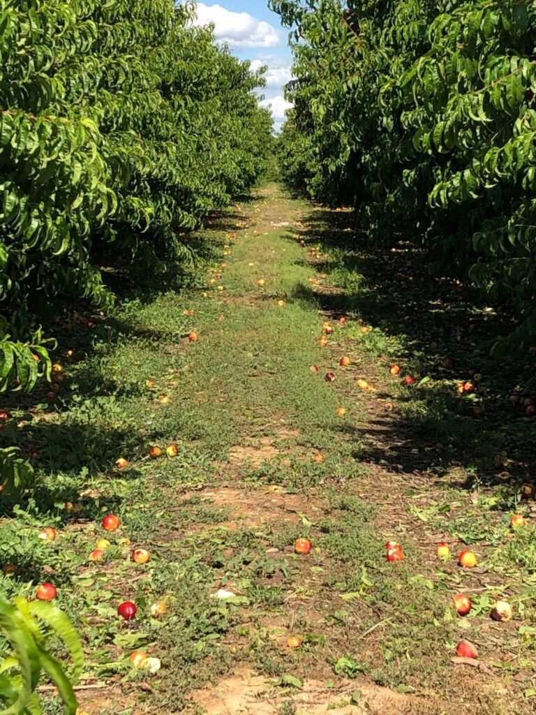 Les employeurs et les éleveurs catalans célèbrent le fait de « pourvoir les postes vacants » avec la régularisation des migrants