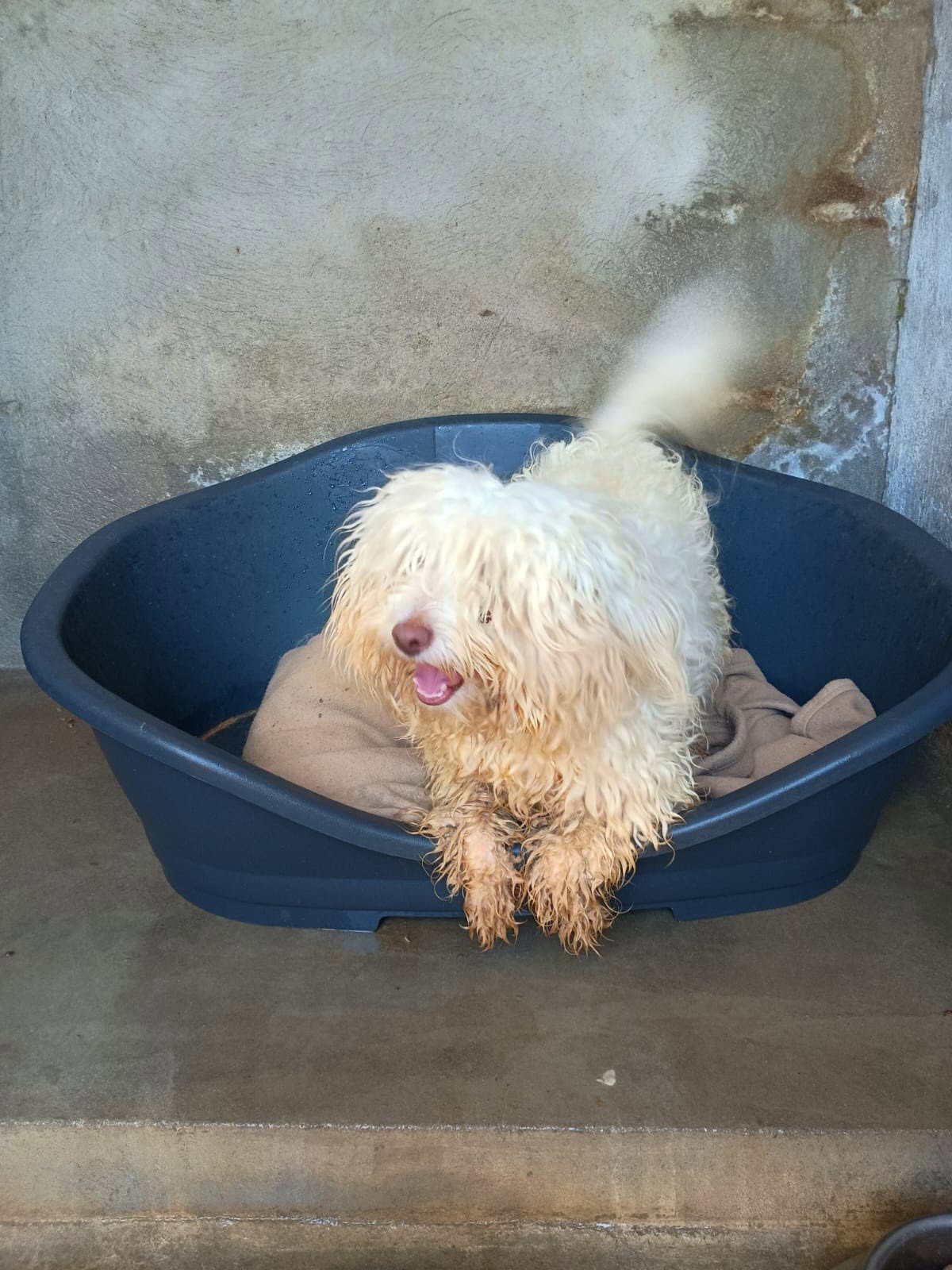 Un chien arrivé par bateau à Ibiza a été sauvé : son sacrifice de précaution suspendu
